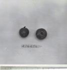 Click for 1 image(s) for this accession. FRUIT